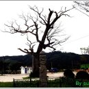 서천리 당산 이미지