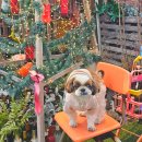 5759 | 동래 이층 비스트로 레스토랑, 맛, 친절, 분위기 솔직 후기(반려견동반가능)