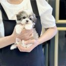 강아지분양 애견입양 아이러브독 포항점 | 강아지분양 애견입양 아이러브독 대구점에서 만난 소중한 순간들, 진짜 만족스러웠습니다