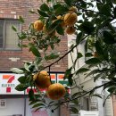 인서스 | obud(오붓)에서 원데이클래스 신청하고 제주 언노운무브먼트스튜디오, 연화차 다녀온 후기🍊