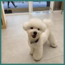 그린펫그루밍 이미지