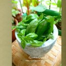 바질페스토와 라디아토리 (Basil Pesto & Radiatori) 이미지