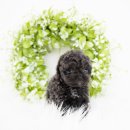 대구강아지분양 도로시펫 이미지