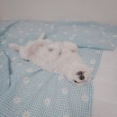 찬샘동물병원 | 찬샘동물병원 강아지 혈액검사 비용 (유부가 아파요ㅠ)