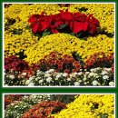 2025 드림파크 국화축제.2025.10.23.(6) 이미지