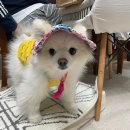 노랑통닭 망원점 | 25년 4월