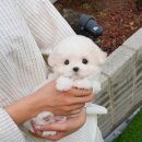 대구강아지분양 테디럽 이미지