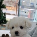 오하이독 안심분양센터 김포점 | 드림독 강아지분양 안심분양센터 김포점 방문 전 필수 확인해야 할 건강한 반려견 입양 환경 조성과...