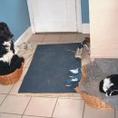 고양이 자리 이미지