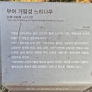 임천 가림성 느티나무 이미지