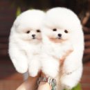 강아지분양 타임도그 애견샵 목동점 이미지