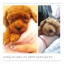 토이모아 | 토이푸들 모아 성장기, 아가 시절부터 지금까지 솔직 후기