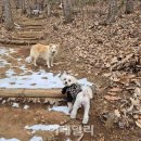 멍멍스쿨 이미지