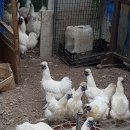 장수오골계 이미지