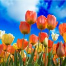 (봄맞이) 홈가드닝 이미지