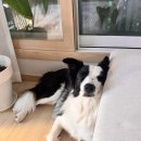 푸른바다독스쿨 이미지