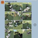 강아지 호텔 이미지
