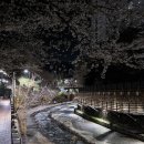 주례초등학교 | 부산 숨은 벚꽃 명소 만덕 덕천천 &amp; 개금 벚꽃길