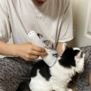 화성애완동물용품 | 애완용바리깡 추천 아이리버 반려동물 이발기 흡입식 애완견 바리깡 사용 후기