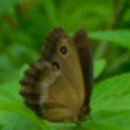 회목나무, 부처사촌나비, 딱새암컷 어린새 이미지