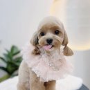 아꼬아 펫 살롱 이미지