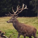 장수녹용 이미지