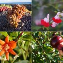 제주클래식위미 이미지