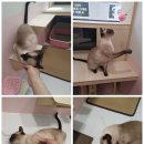 댕냥이살롱 이미지