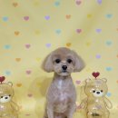 멍멍 애견미용 이미지