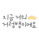 토토애견 이미지