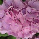 태학산자연휴양림 잔디광장 | 엘도라도의 산행기, 태학산 산행(충남천안), 세상에 힘들지 않고, 아프지 않은 사람 하나도 없다. 조금...