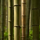 생명의 소리 이미지