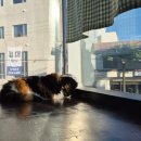 떼구루루 | [광주 동명동] 고양이 카페 떼구루루 후기