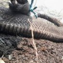 산불로 타죽은 초대형 인도네시아 뱀.jpg 이미지