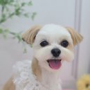 가람애견전문미용실 이미지