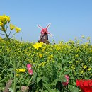 황금물결 이미지