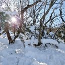 제576차 산행 눈덮인 한라산 윗세 오름 이미지