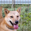 진도개영농조합 이미지