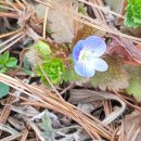 들꽃카페 이미지