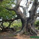 와흘본향당 이미지