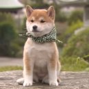 코바늘 소품 만들기 이미지