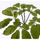 오지7구 이미지