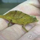 카멜레온통신