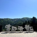 어린이날 아이랑 가기좋은 홍천 알파카월드 후기 / 알파카월드 입장권 할인받는 꿀팁