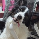 퍼피톡 | 용인 강아지 행동교정센터 퍼피엘리트 1:1 방문훈련 후기｜온라인 영상교육까지 가능한 곳