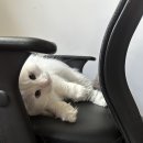 우리집고양이