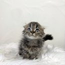 수원고양이분양 드림캣 안심분양센터 이미지