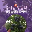 솔향블루베리농원