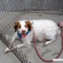 여시발바닥 이미지