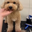 강아지 미용 이미지